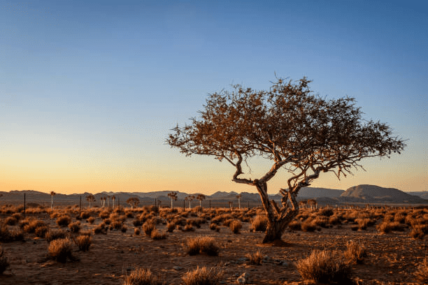 أنواع التصوير الضوئي 